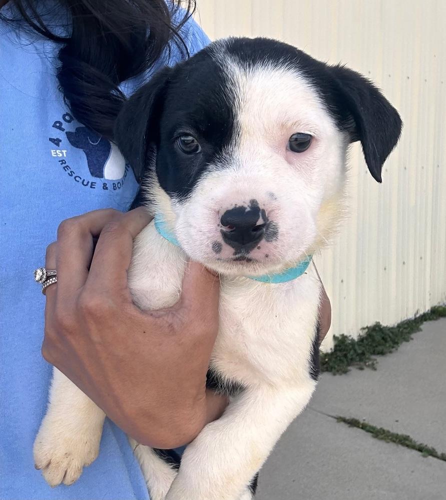 Enlarge Jagger, a Adoptable mixed breed in Sedalia, CO image 3/4