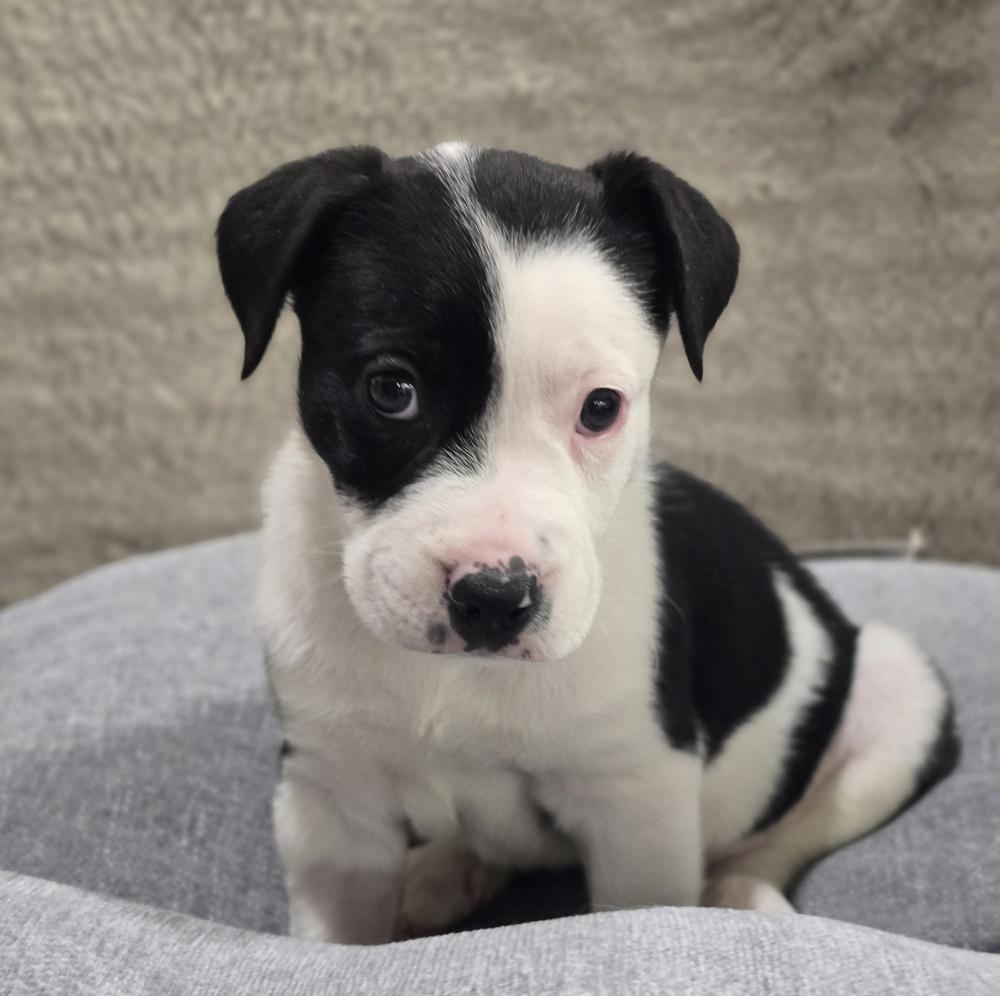 Enlarge Jagger, a Adoptable mixed breed in Sedalia, CO image 4/4