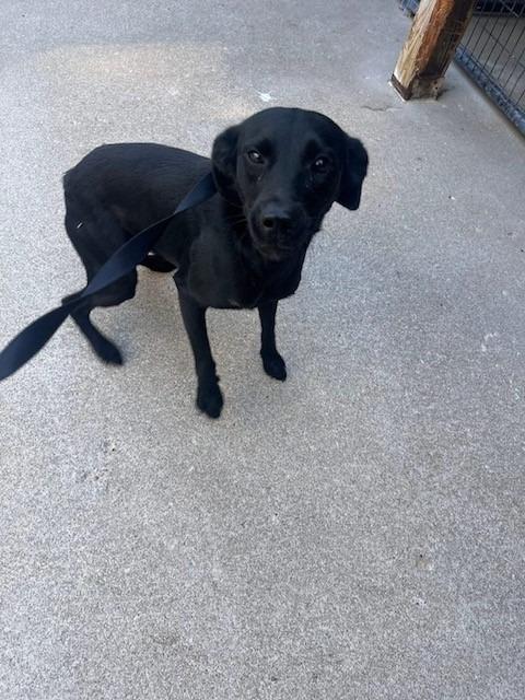 Denver, Adoptable, Young Male Labrador Retriever.
