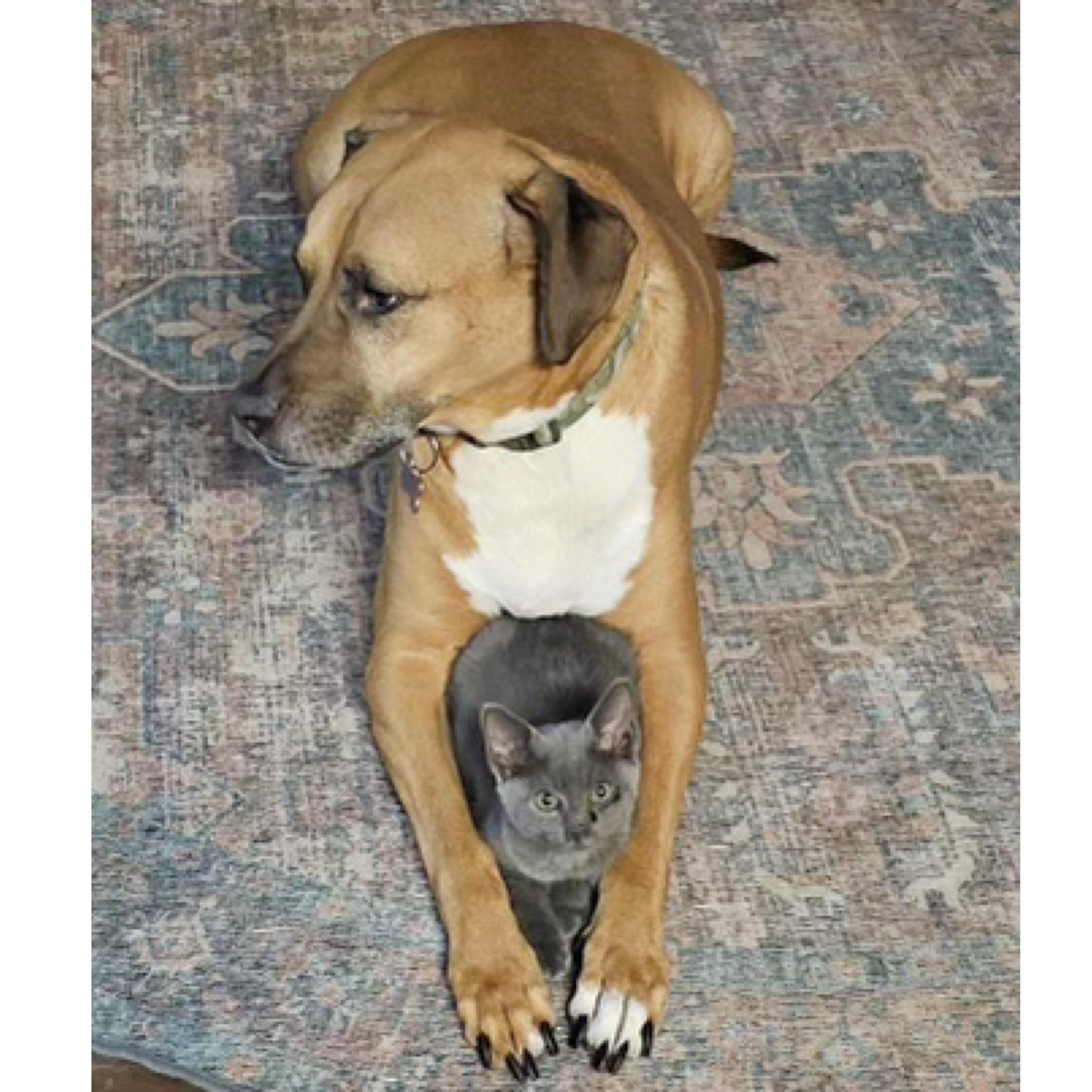 Bluey, an adopted mixed breed in Kingwood, TX image 2/6