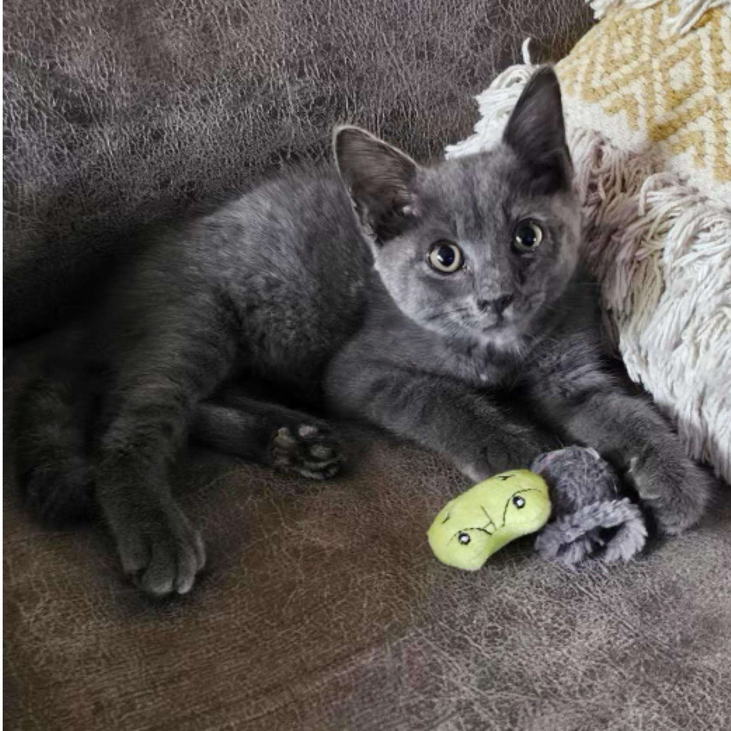 Bluey, adopted, Kitten Male Russian Blue & Domestic Short Hair.