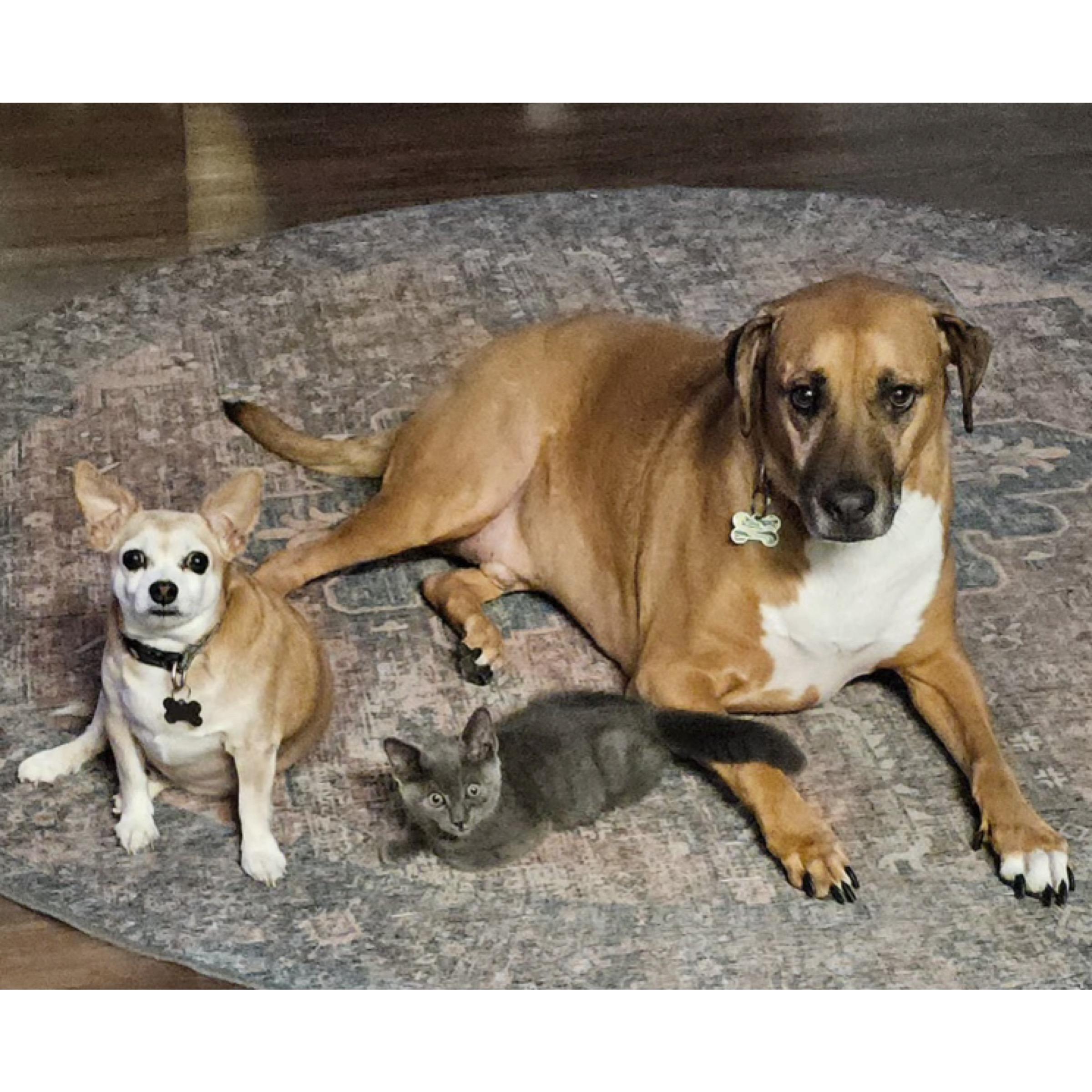Bluey, an adopted mixed breed in Kingwood, TX image 5/6