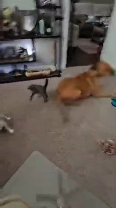 Enlarge Bluey, an adopted mixed breed in Kingwood, TX video 6/6