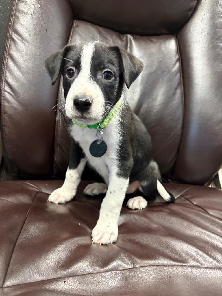 Neapolitan Dynamite, Adoptable, Puppy Male Pit Bull Terrier & Australian Shepherd.