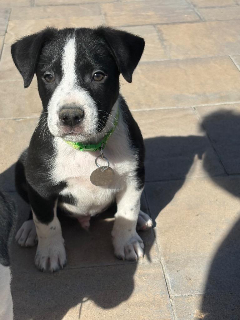 Neapolitan Dynamite, Adoptable, Puppy Male Pit Bull Terrier & Australian Shepherd.