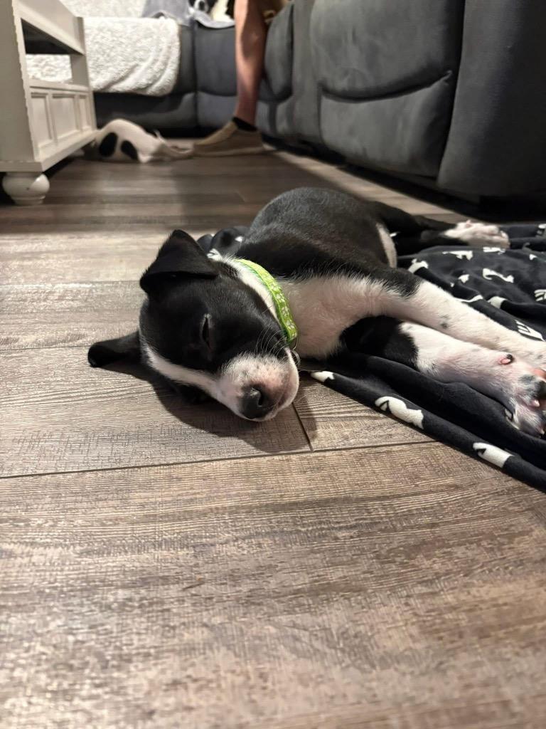 Enlarge Neapolitan Dynamite, a Adoptable mixed breed in Reno, NV image 2/6