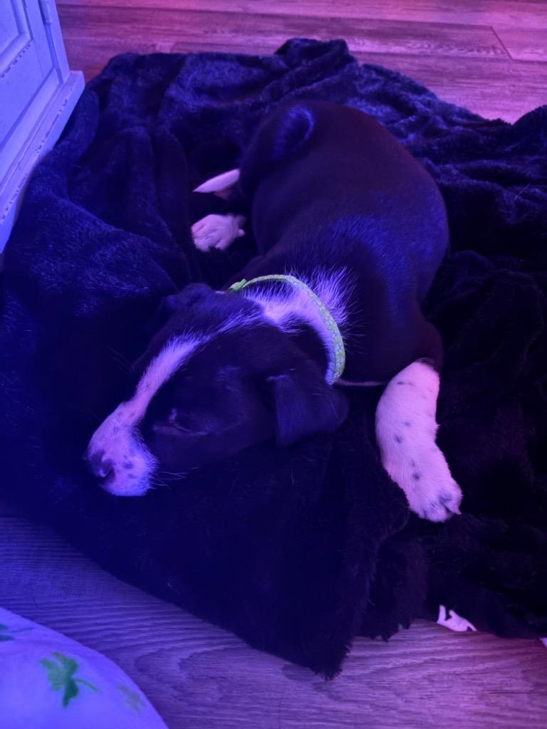 Enlarge Neapolitan Dynamite, a Adoptable mixed breed in Reno, NV image 3/6