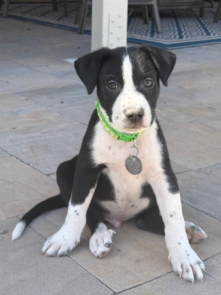 Enlarge Neapolitan Dynamite, a Adoptable mixed breed in Reno, NV image 5/6