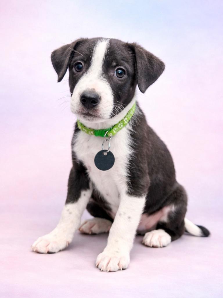 Enlarge Neapolitan Dynamite, a Adoptable mixed breed in Reno, NV image 6/6