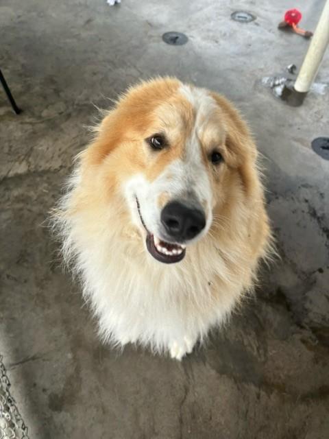 Enlarge Zeus, a ADOPTABLE mixed breed in Edinburg, VA image 2/2