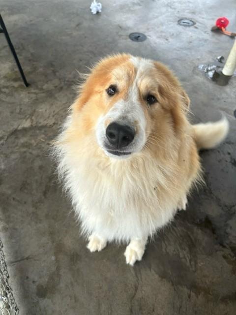 Enlarge Zeus, a ADOPTABLE mixed breed in Edinburg, VA image 1/2