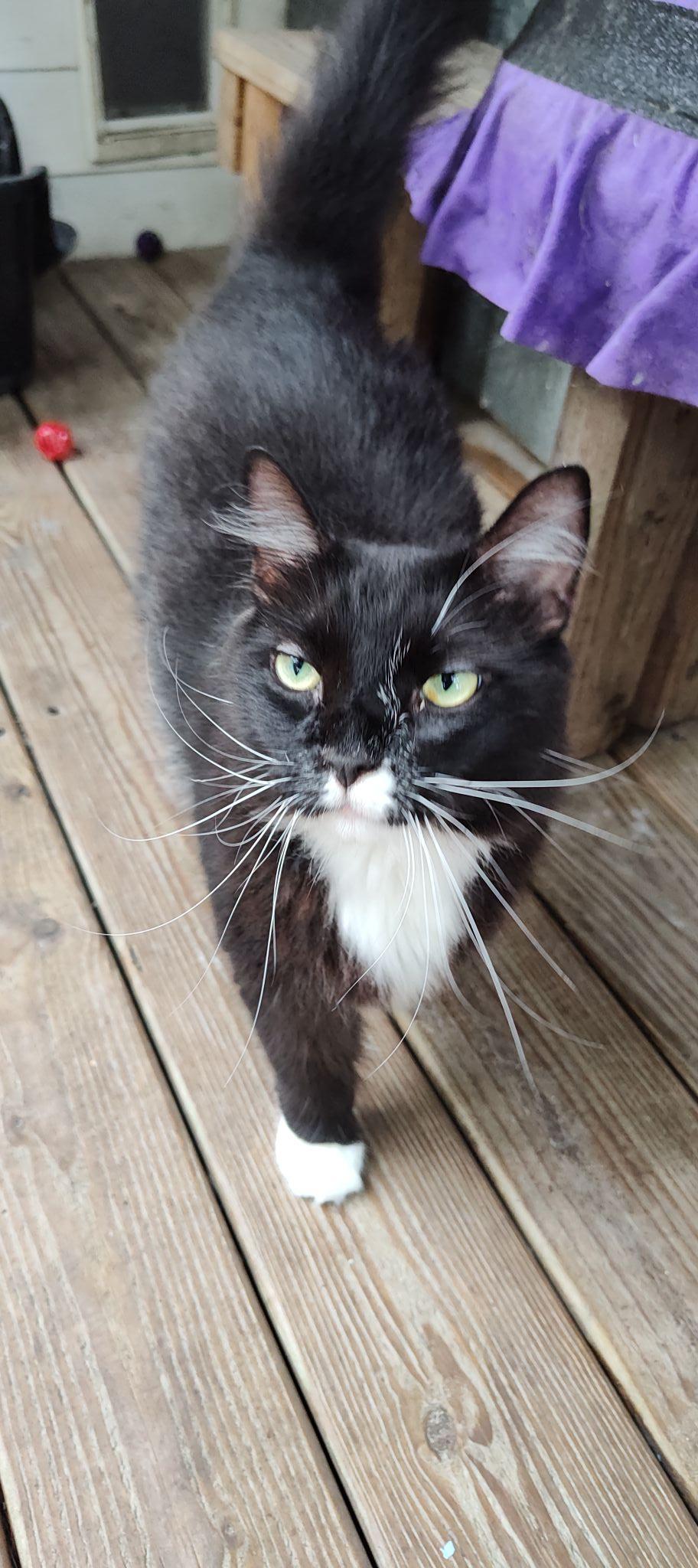 Annie nka Luna, a Adoptable mixed breed in Savannah, GA image 2/2