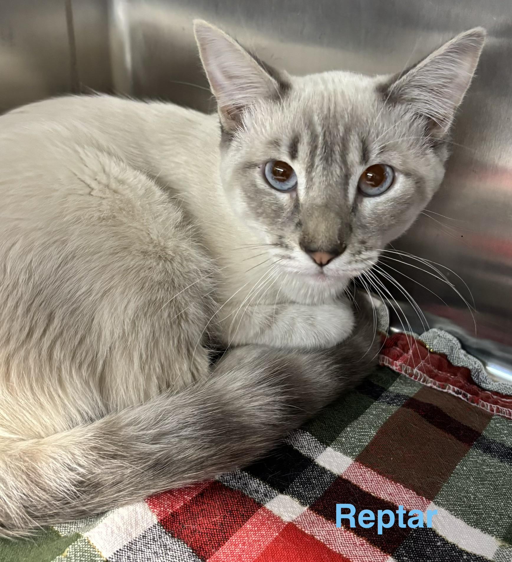 Enlarge Reptor, an adopted mixed breed in Las Vegas, NV image 1/1