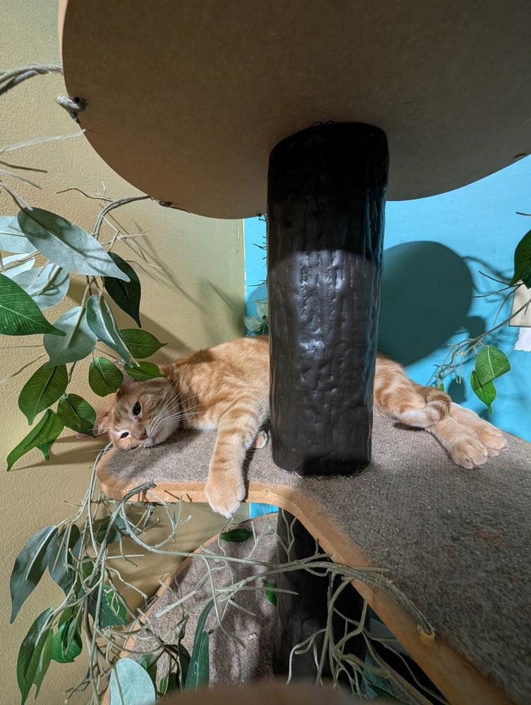Enlarge Nathan the Bandit, a Adoptable Domestic Short Hair in Germantown, OH image 1/6