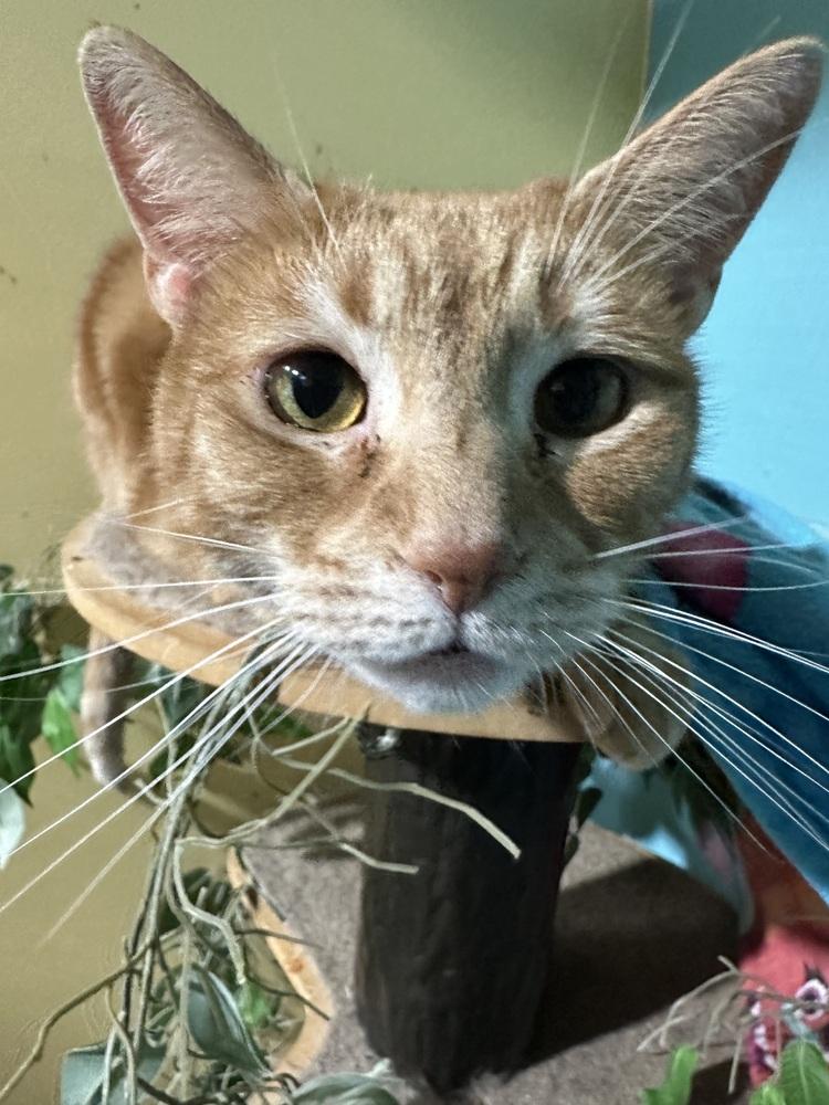 Enlarge Nathan the Bandit, a Adoptable Domestic Short Hair in Germantown, OH image 2/6