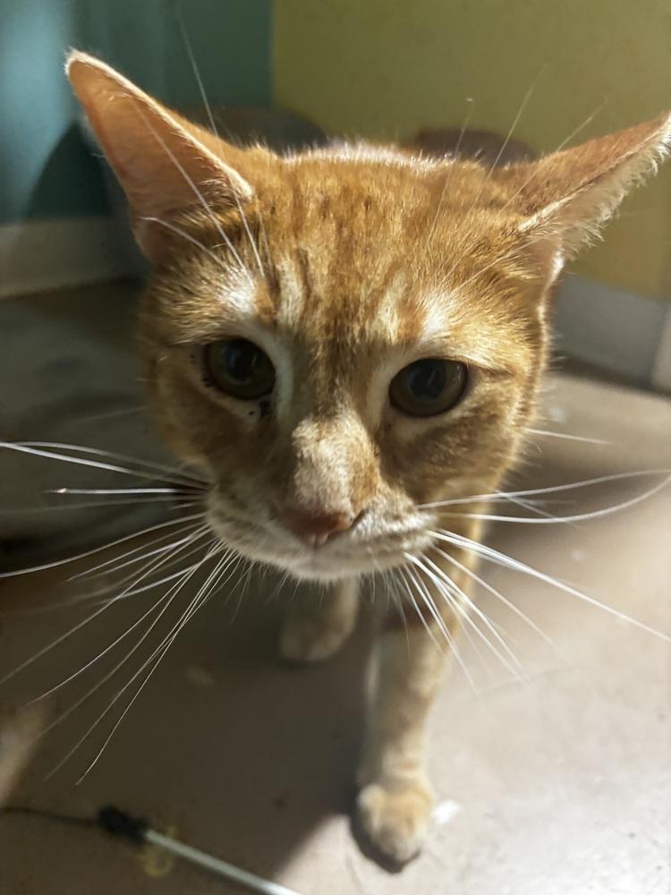 Enlarge Nathan the Bandit, a Adoptable Domestic Short Hair in Germantown, OH image 3/6