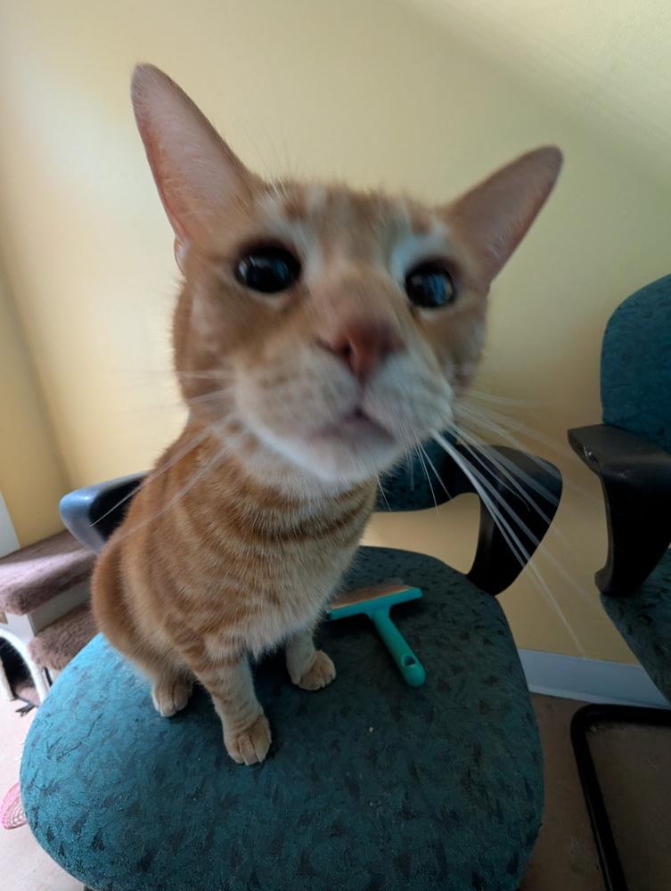 Enlarge Nathan the Bandit, a Adoptable Domestic Short Hair in Germantown, OH image 4/6