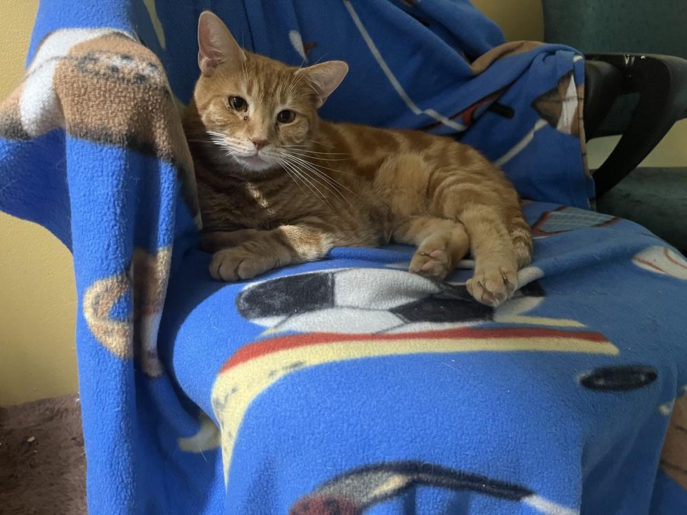 Enlarge Nathan the Bandit, a Adoptable Domestic Short Hair in Germantown, OH image 5/6