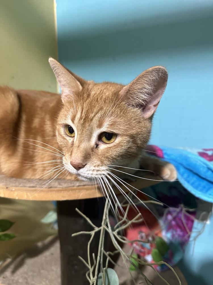 Enlarge Nathan the Bandit, a Adoptable Domestic Short Hair in Germantown, OH image 6/6