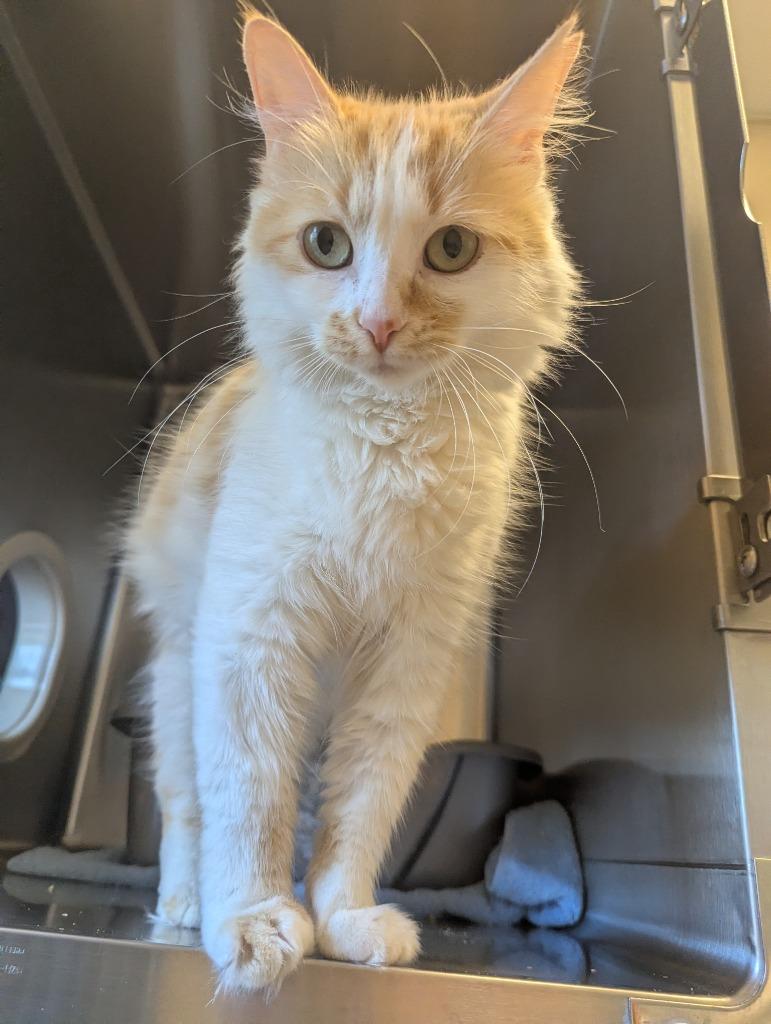 Enlarge Poof, a Adoptable mixed breed in Barron, WI image 1/6