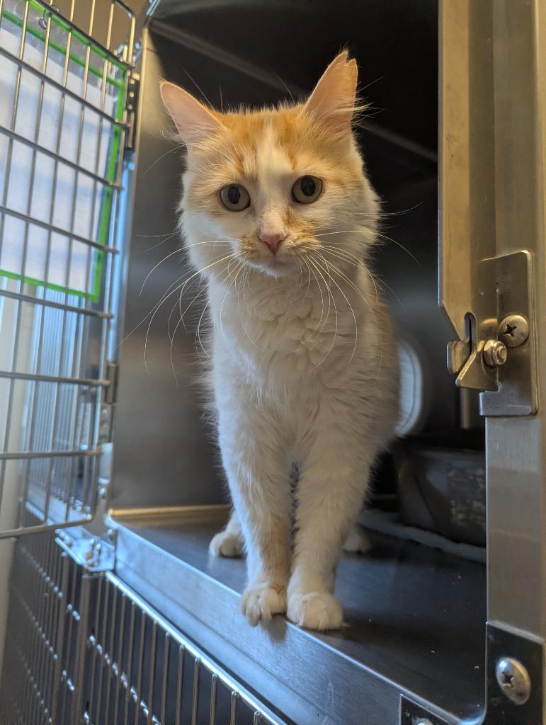 Poof, a Adoptable mixed breed in Barron, WI image 1/6