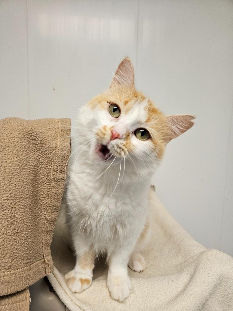 Enlarge Poof, a Adoptable mixed breed in Barron, WI image 3/6