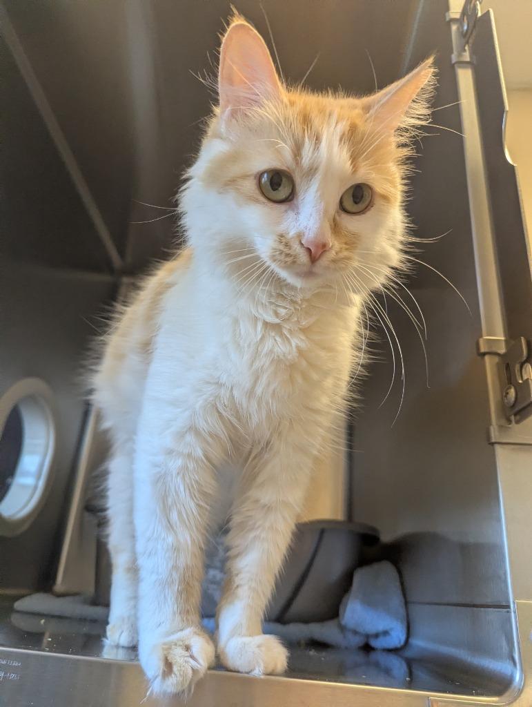 Enlarge Poof, a Adoptable mixed breed in Barron, WI image 4/6
