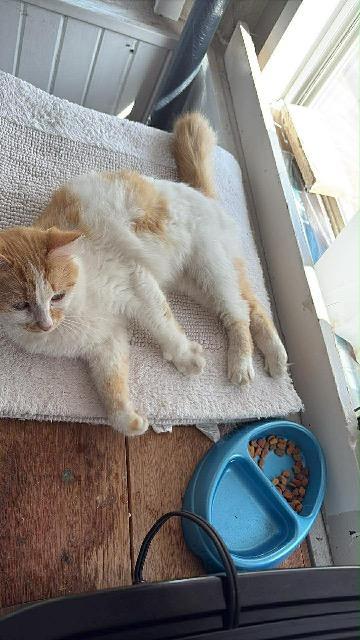 Poof, a Adoptable mixed breed in Barron, WI image 2/6