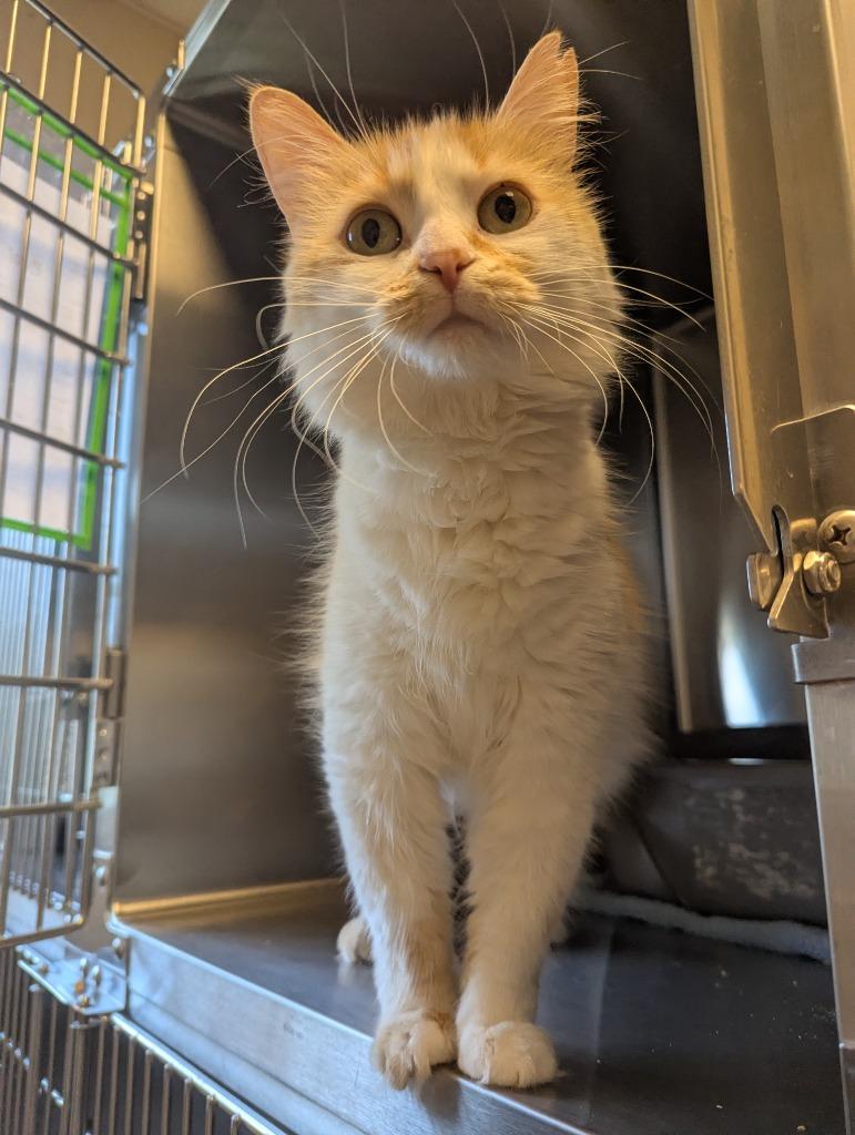 Poof, a Adoptable mixed breed in Barron, WI image 3/6