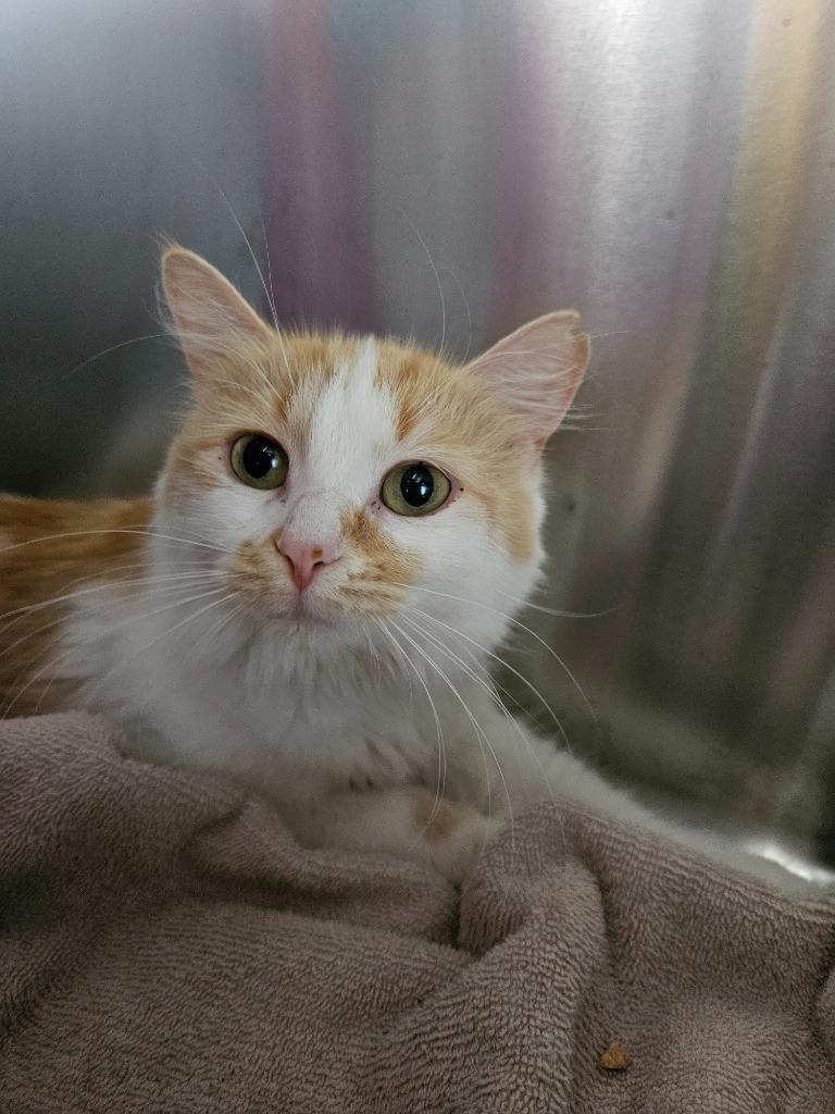 Poof, a Adoptable mixed breed in Barron, WI image 4/6