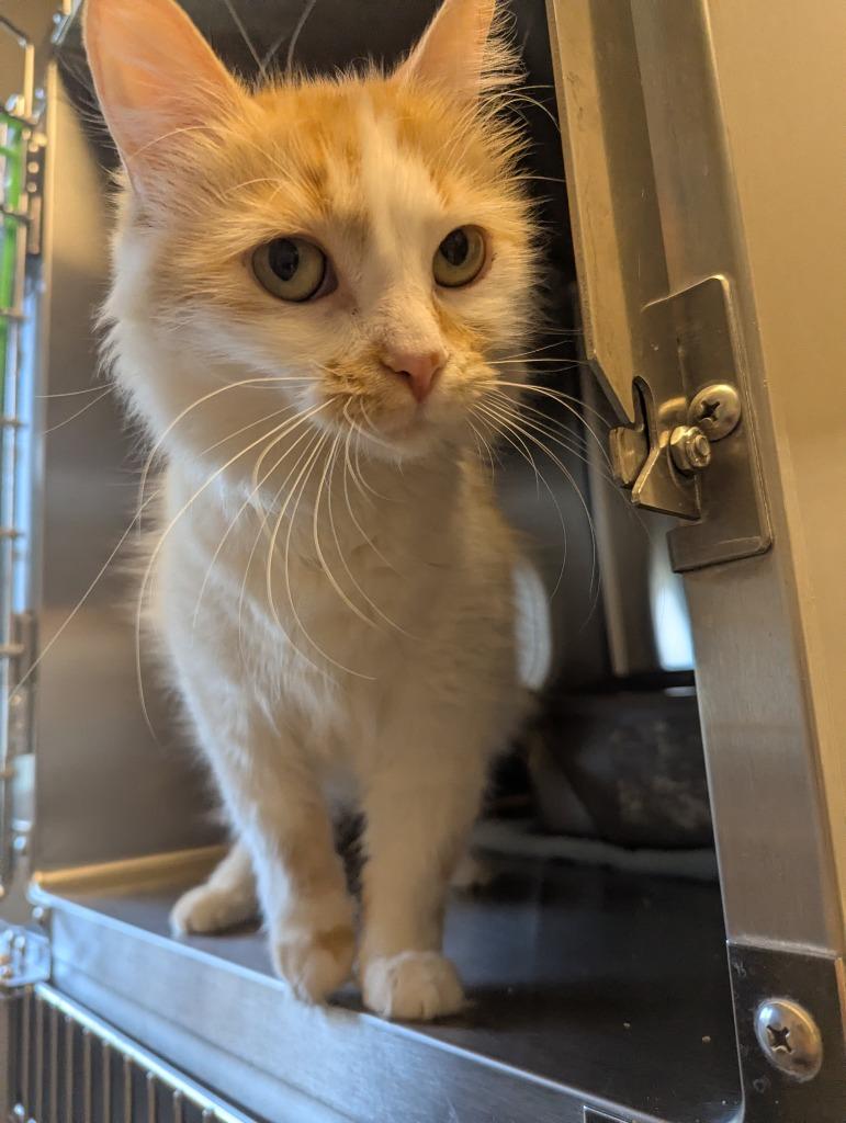 Poof, a Adoptable mixed breed in Barron, WI image 5/6