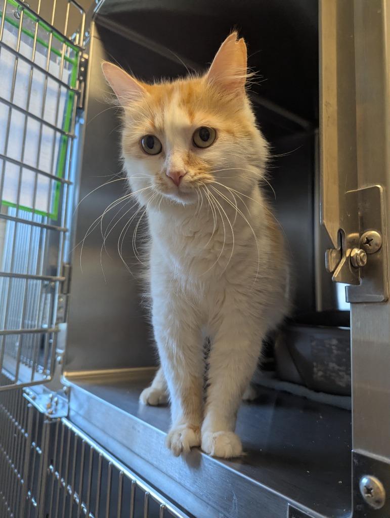 Poof, a Adoptable mixed breed in Barron, WI image 6/6