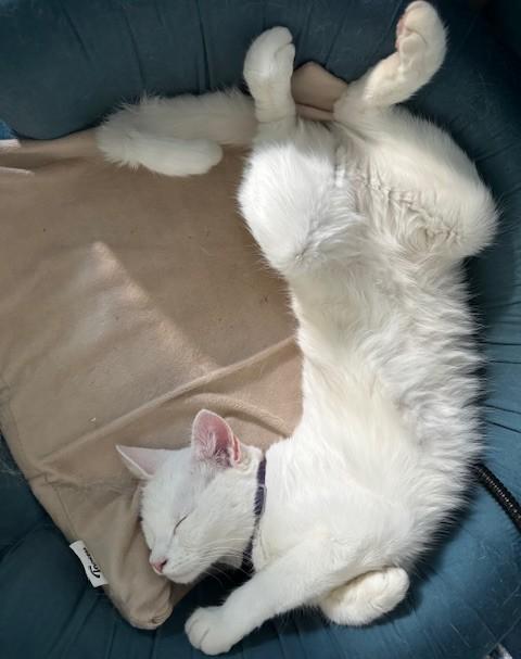 Enlarge DOLLY - Courtesy Listing, a ADOPTABLE Turkish Angora in Prescott, AZ image 5/5