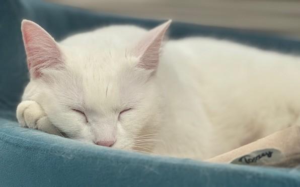 Enlarge DOLLY - Courtesy Listing, a ADOPTABLE Turkish Angora in Prescott, AZ image 4/5