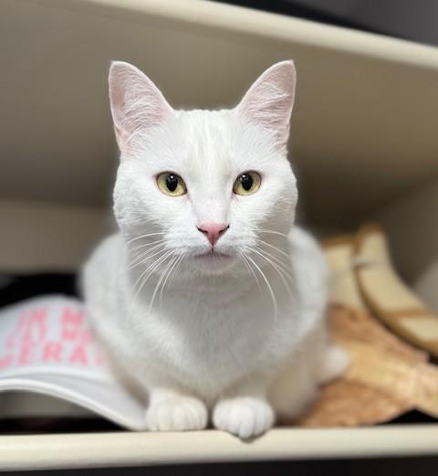 Enlarge DOLLY - Courtesy Listing, a ADOPTABLE Turkish Angora in Prescott, AZ image 1/5