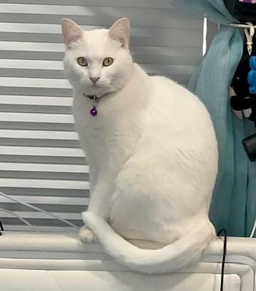 Enlarge DOLLY - Courtesy Listing, a ADOPTABLE Turkish Angora in Prescott, AZ image 2/5