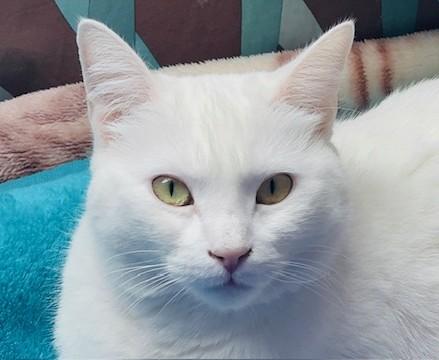 Enlarge DOLLY - Courtesy Listing, a ADOPTABLE Turkish Angora in Prescott, AZ image 3/5