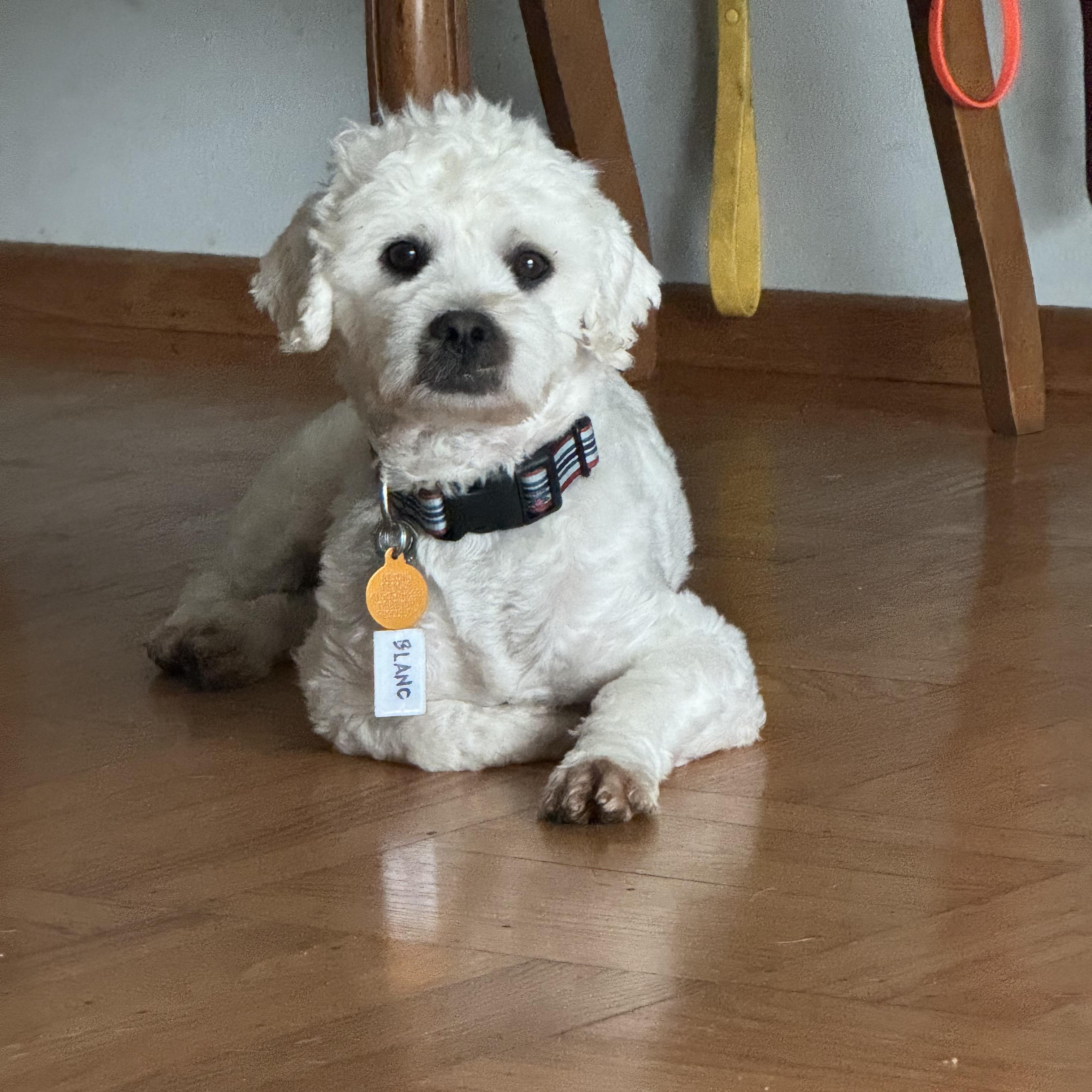 BLANC, ADOPTABLE, Adult Male Cockapoo & Maltese.