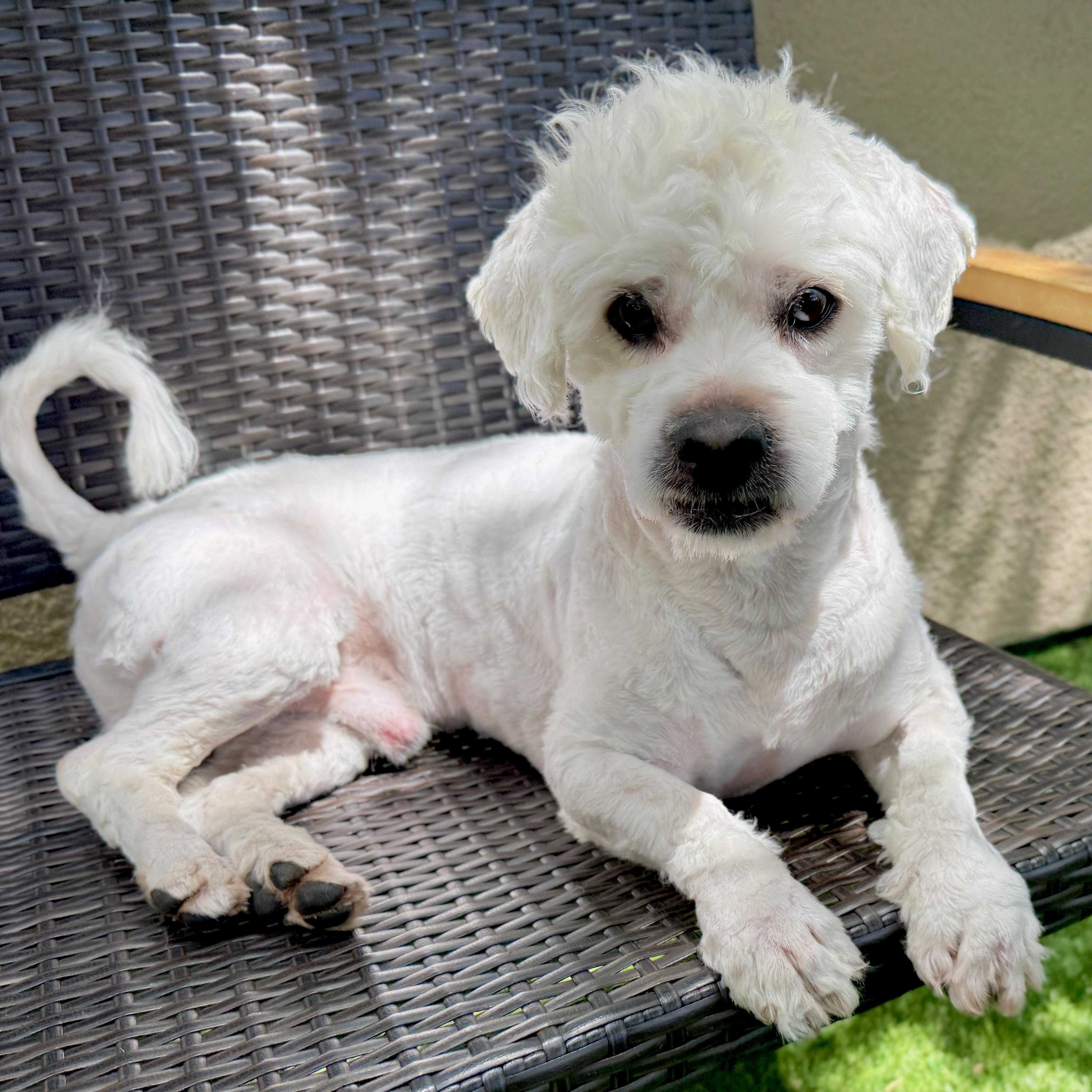 Enlarge BLANC, a ADOPTABLE mixed breed in San Francisco, CA image 1/1