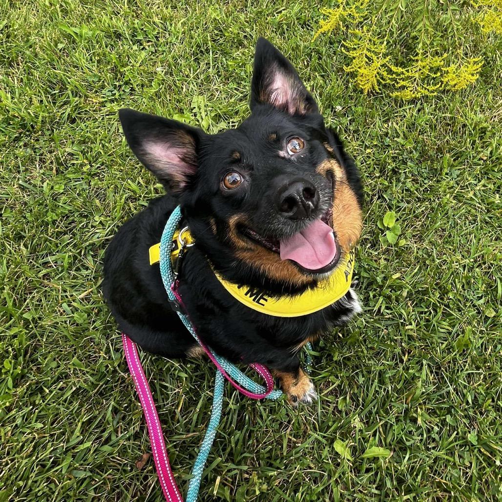 Enlarge Dottie, a Adoptable Australian Shepherd in Mundelein, IL image 1/6