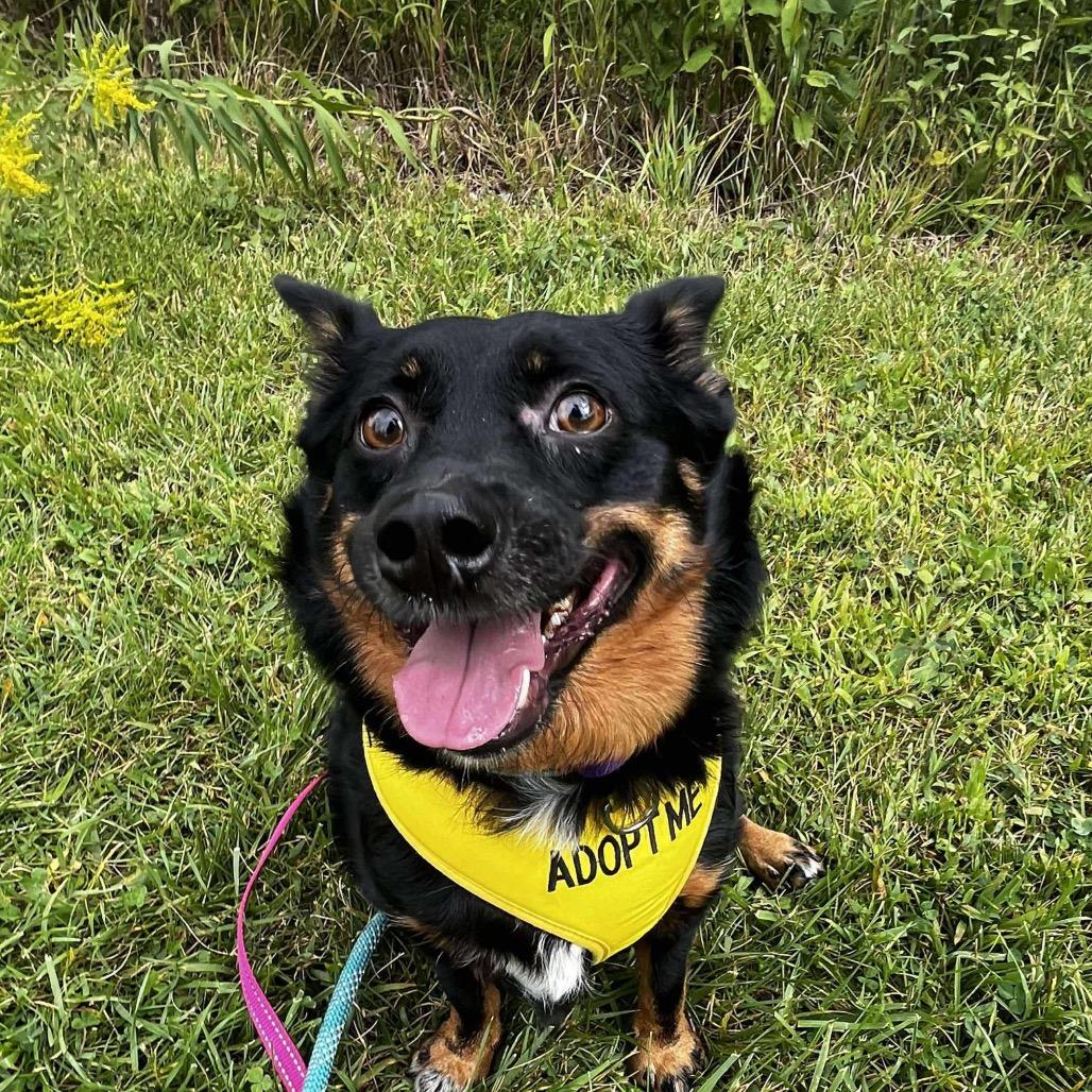 Enlarge Dottie, a Adoptable Australian Shepherd in Mundelein, IL image 2/6