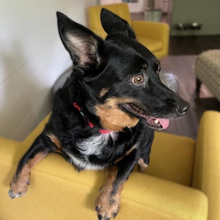 Enlarge Dottie, a Adoptable Australian Shepherd in Mundelein, IL image 3/6