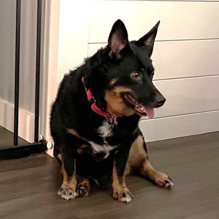 Enlarge Dottie, a Adoptable Australian Shepherd in Mundelein, IL image 4/6