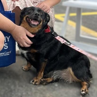 Enlarge Dottie, a Adoptable Australian Shepherd in Mundelein, IL image 6/6