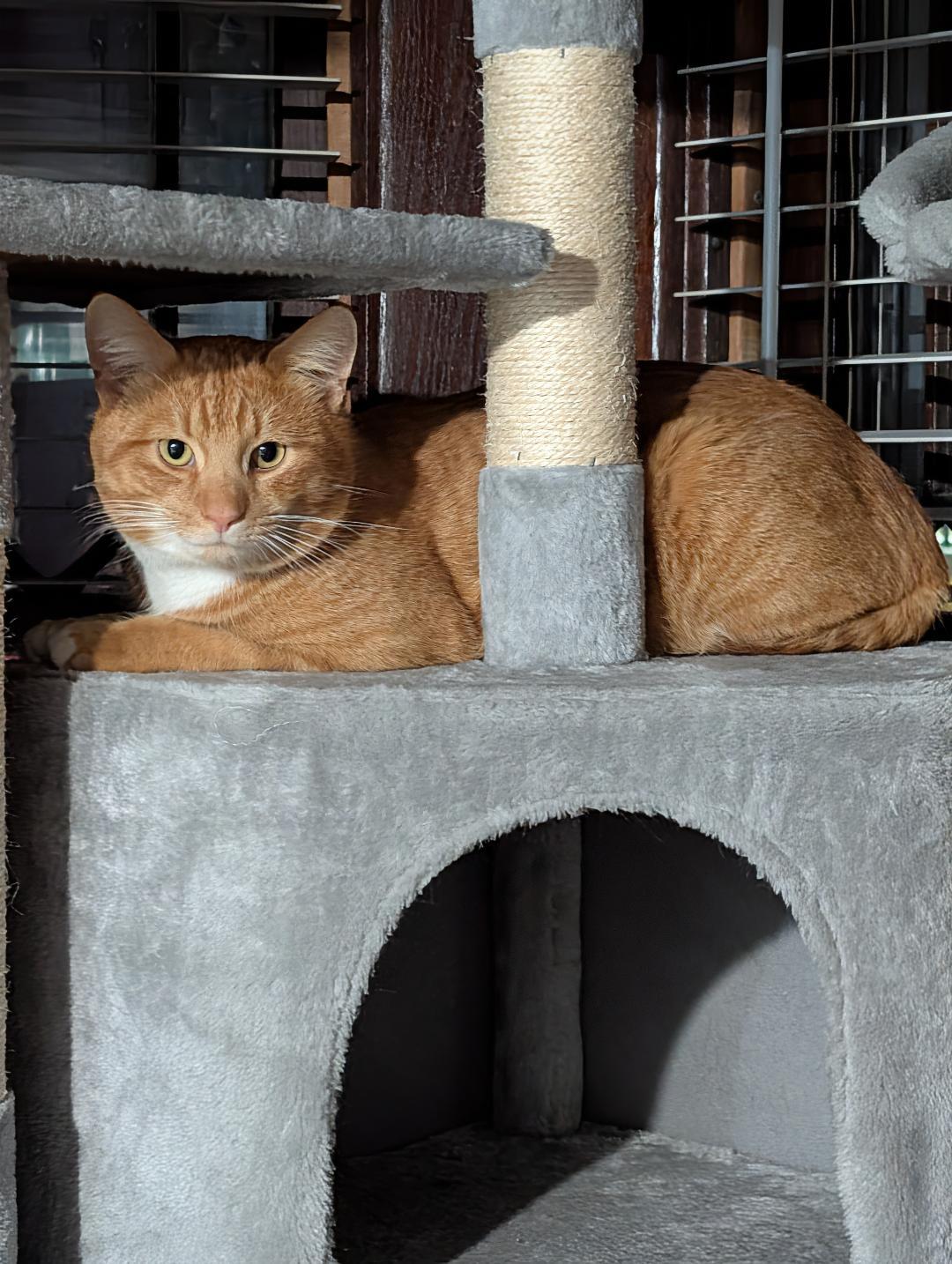 Enlarge Orville, a ADOPTABLE Domestic Short Hair in Reisterstown, MD image 2/4