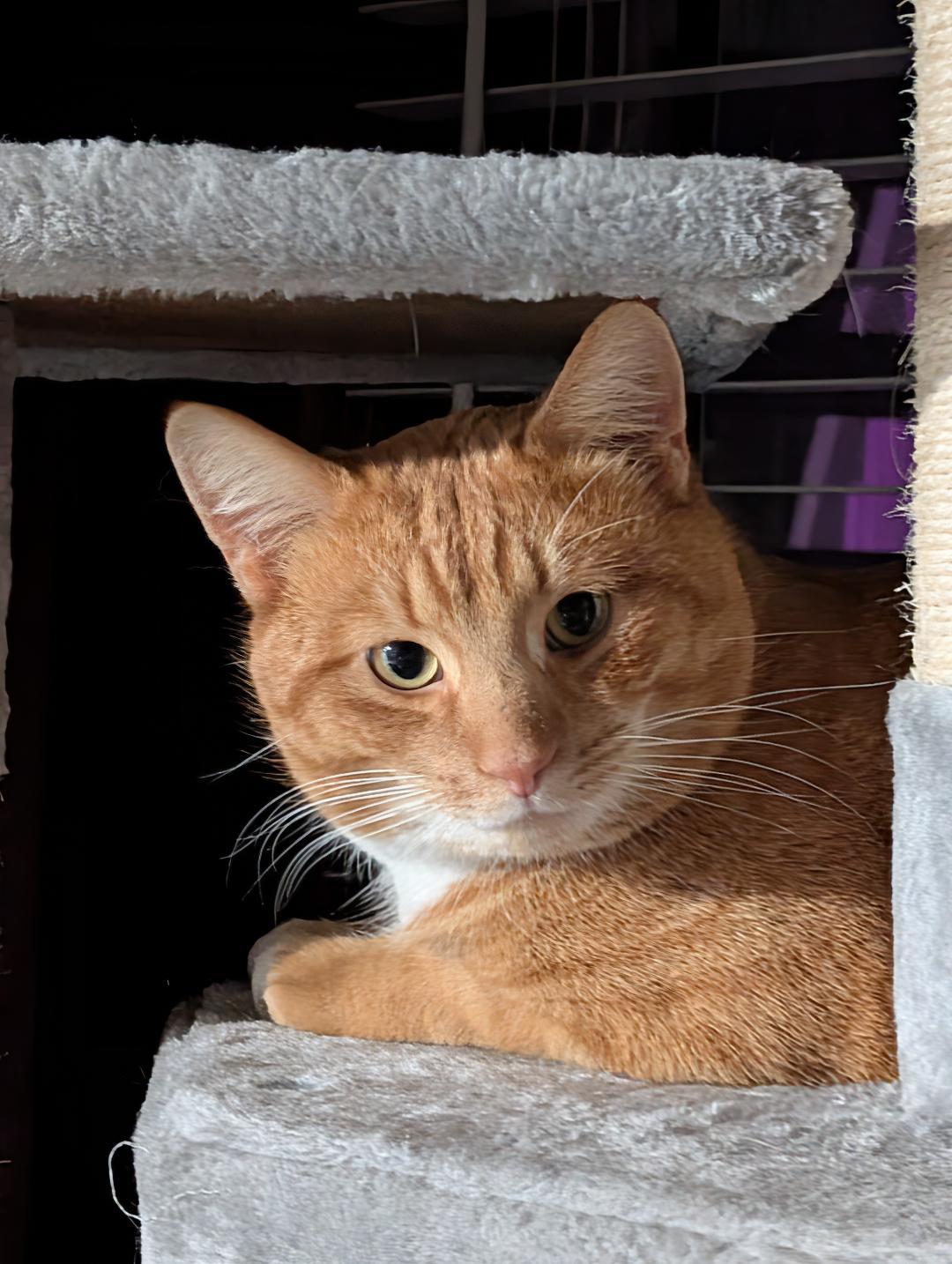 Enlarge Orville, a ADOPTABLE Domestic Short Hair in Reisterstown, MD image 1/4