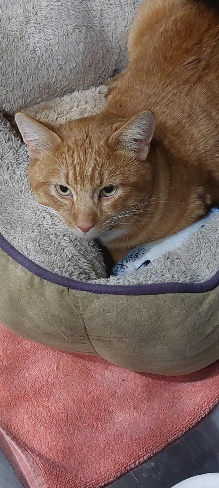 Enlarge Orville, a ADOPTABLE Domestic Short Hair in Reisterstown, MD image 4/4