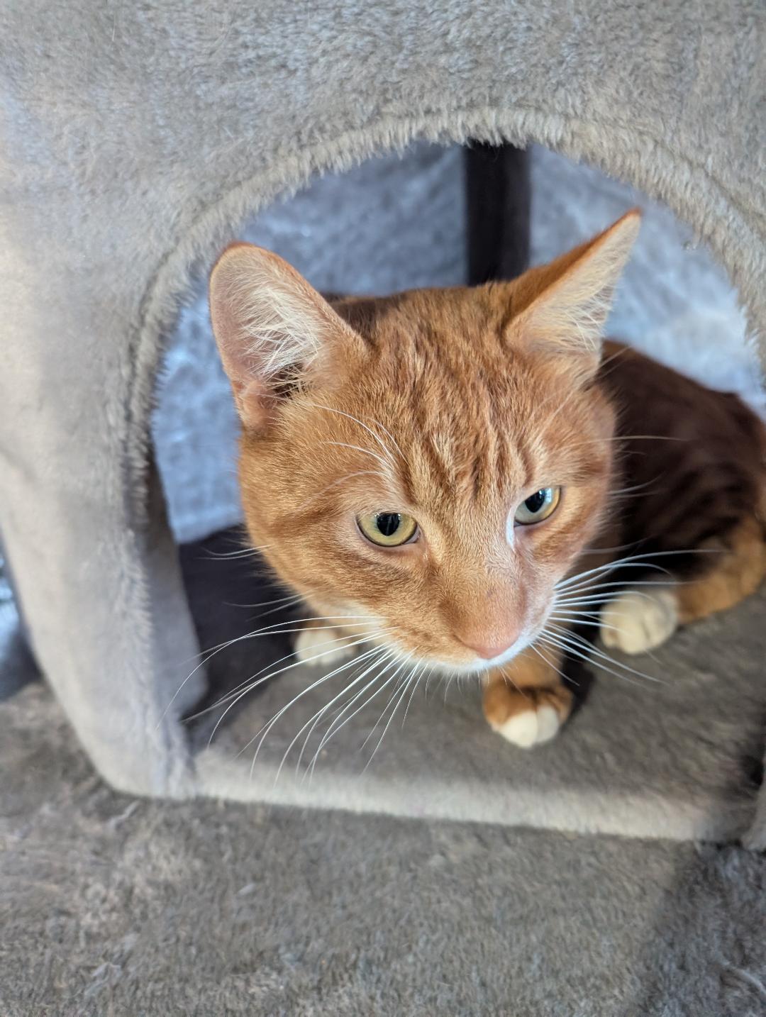 Enlarge Orville, a ADOPTABLE Domestic Short Hair in Reisterstown, MD image 3/4