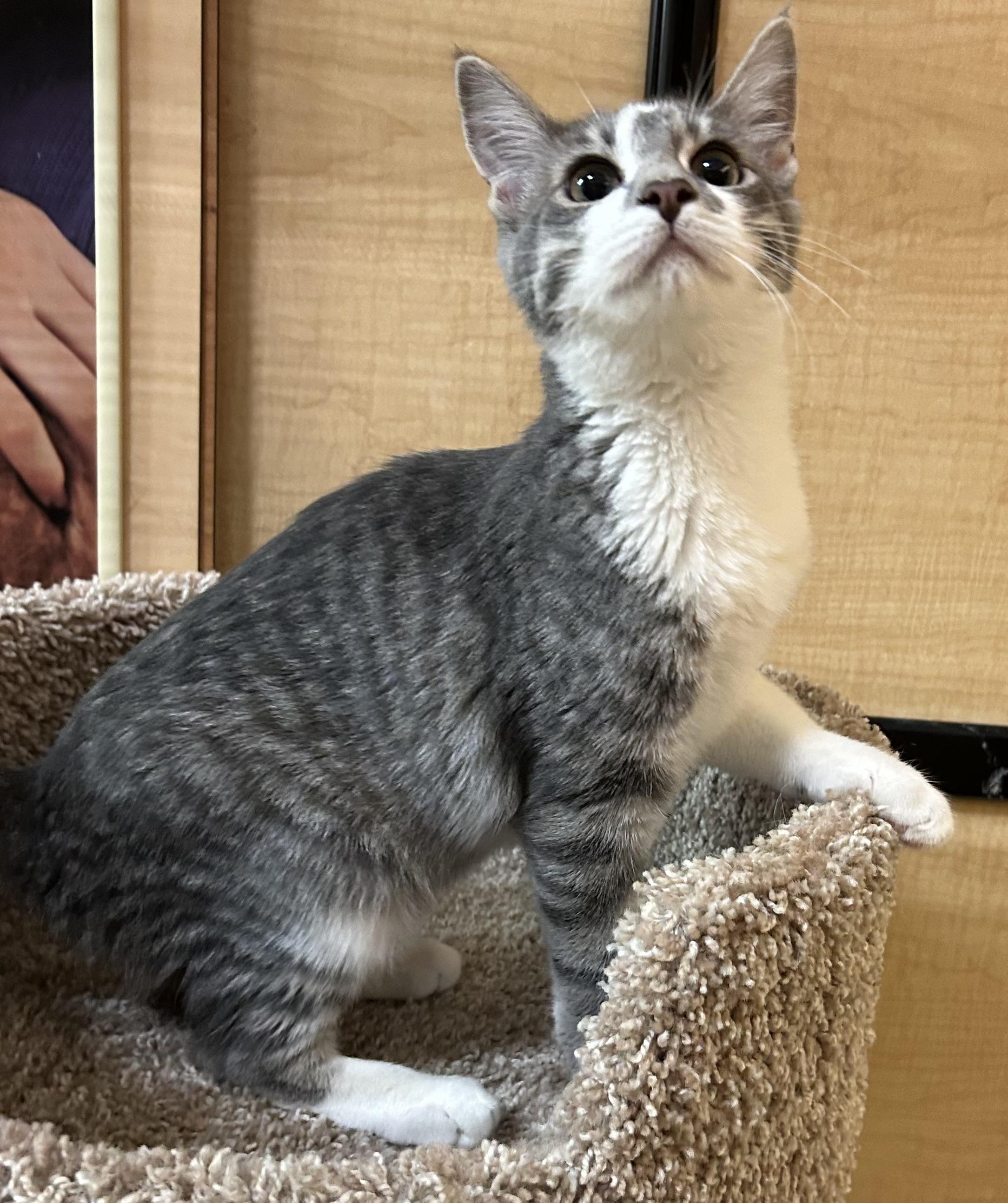 Enlarge Waikiki, a Adoptable Domestic Short Hair in Springfield, PA image 3/3