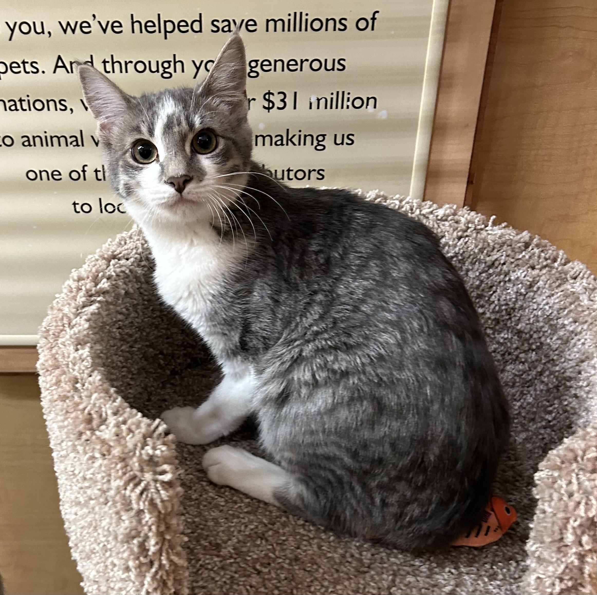 Waikiki, Adoptable, Kitten Female Domestic Short Hair.